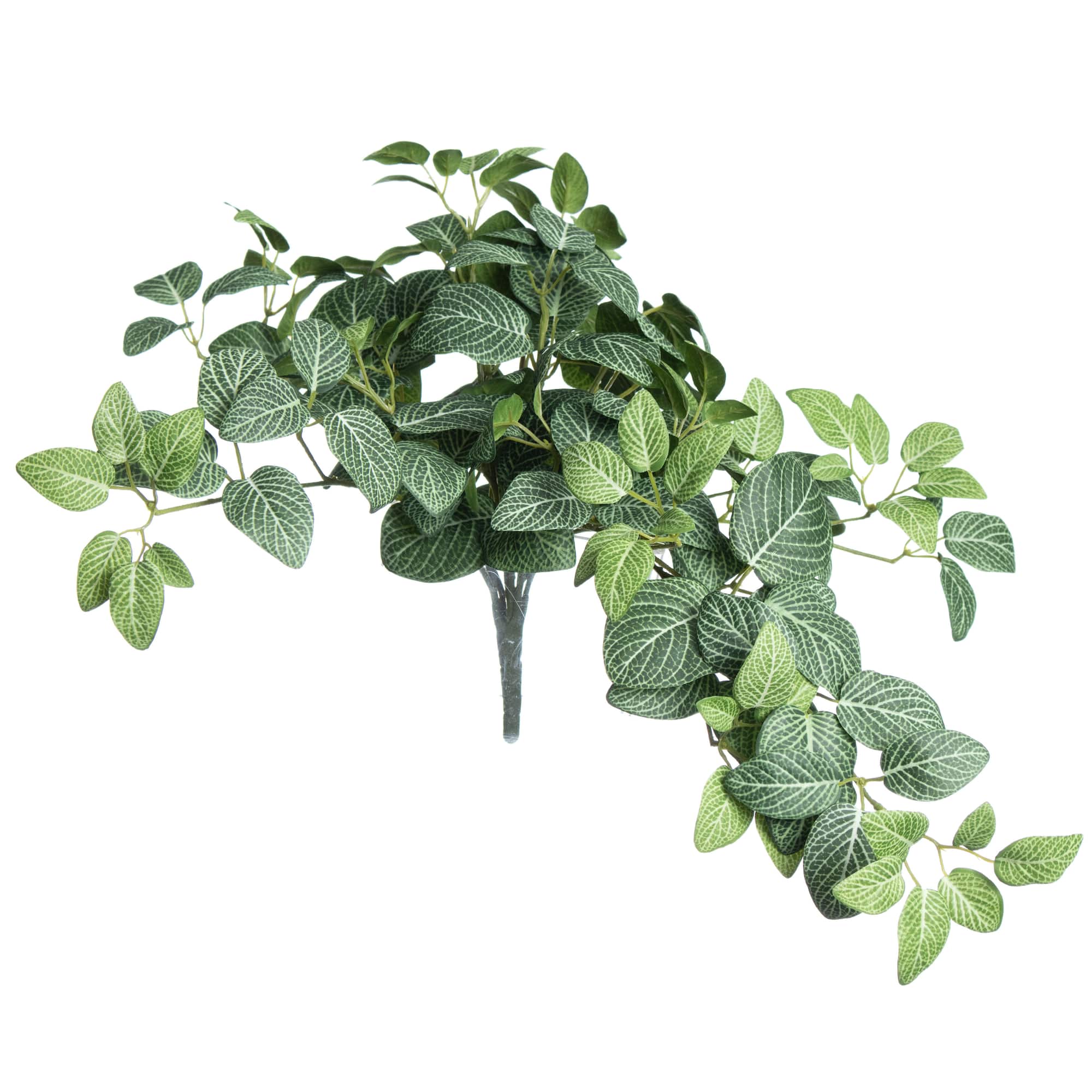 13" Hanging Fittonia UV Bush by Ashland®